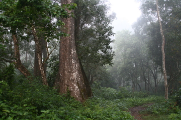 Nature walk