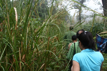 Nature walk