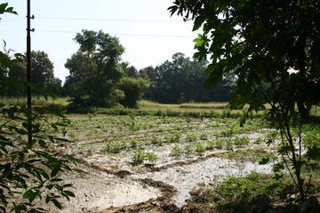 Ashapur
