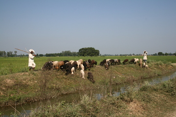 Fields