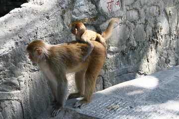 Swayambhunath