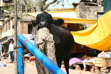 Hungry cow