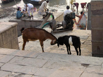 Goats